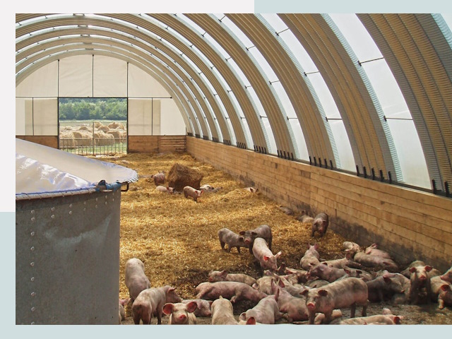 Строительство свинарников в Саяногорске